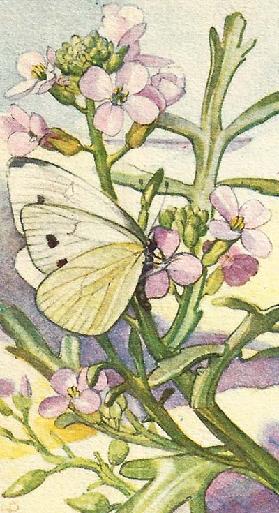 Klein koolwitje – Pieris rapae