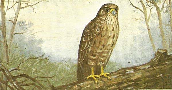 Buizerd – buteo buteo