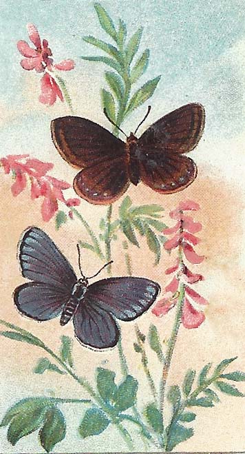 Icarusblauwtje – Polyommatus icarus
