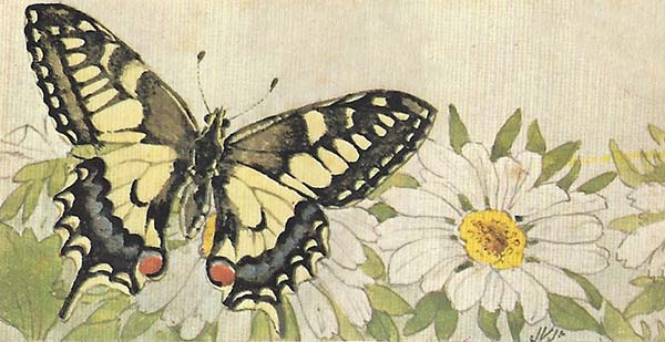Koninginnenpage – Papilio machaon
