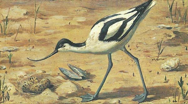 Kluut – Recurvirostra avosetta