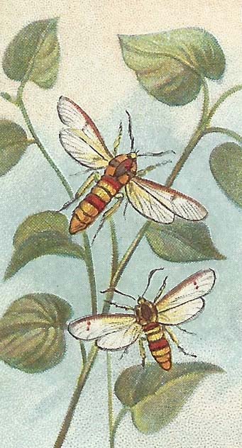 Hoornaarvlinder – Sesia apiformis