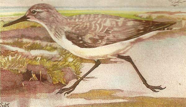 Drieteenstrandloper – Calidris alba