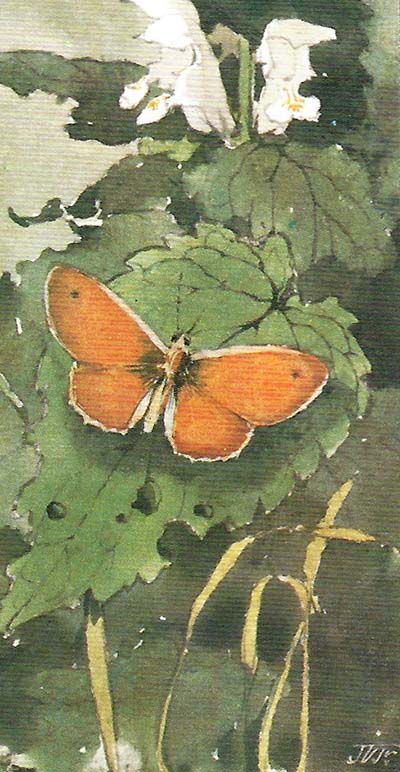 Hooibeestje – Coenonympha pamphilus