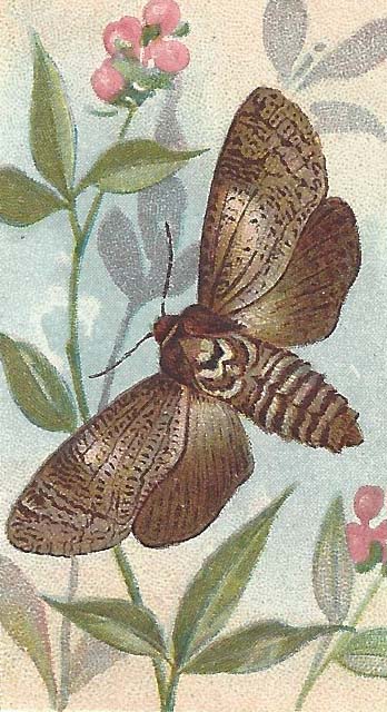 Wilgenhoutrups – Cossus cossus
