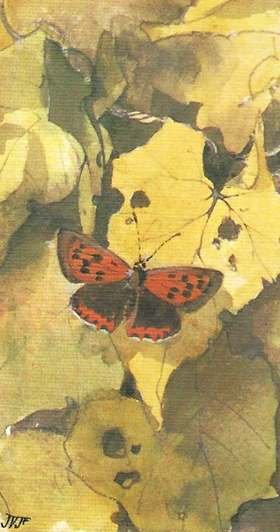 Kleine vuurvlinder – Lycaena phlaeas