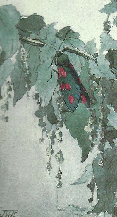Vijfvlek-Sint-Jansvlinder – Zygaena trifolii