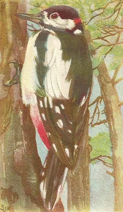 Grote bonte specht – Dendrocopus major