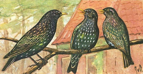Spreeuw – sturnus vulgaris