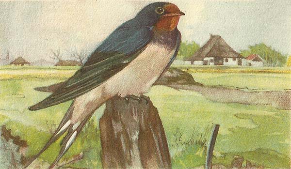 Boerenzwaluw – Hirundo rustica
