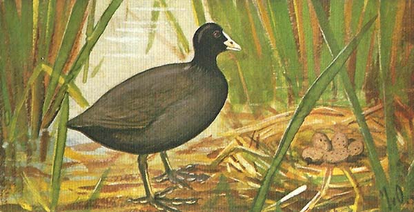 Meerkoet – Fulica atra