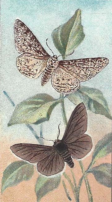 Peper-en-zoutvlinder – Biston betularia