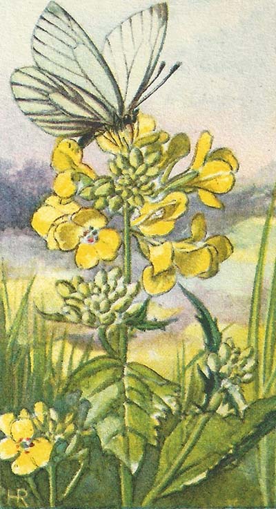 Klein geaderd witje – Pieris napi