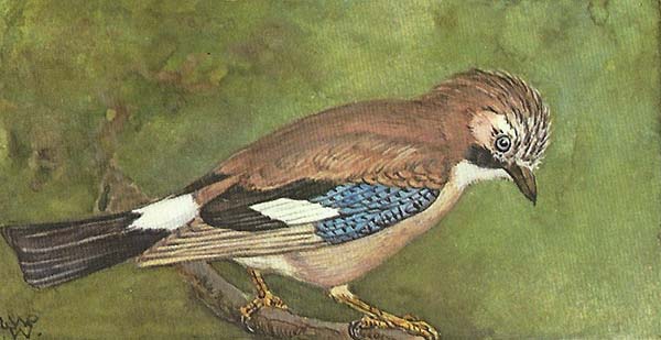Gaai – Garrulus glandarius