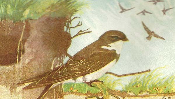 Oeverzwaluw – riparia riparia