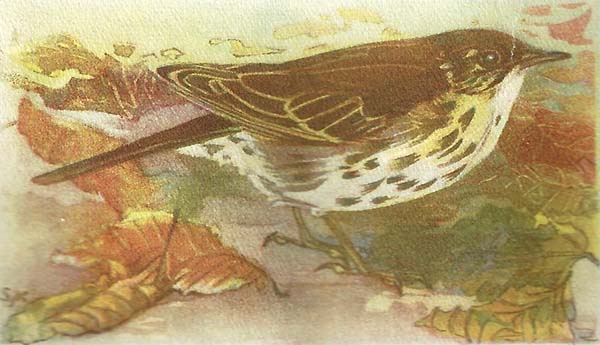 Zanglijster – Turdus philomelos