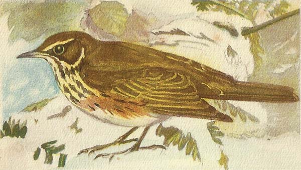 Koperwiek – Turdus iliacus