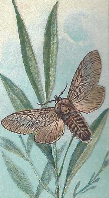 Hermelijnvlinder – Cerura vinula