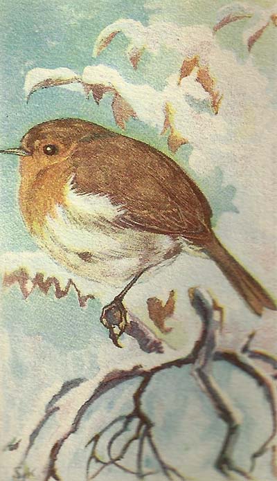 Roodborst – Erithacus rubecula