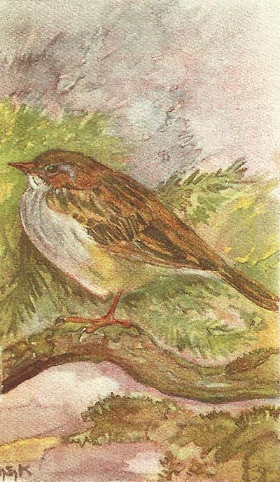 Heggenmus – Prunella modularis