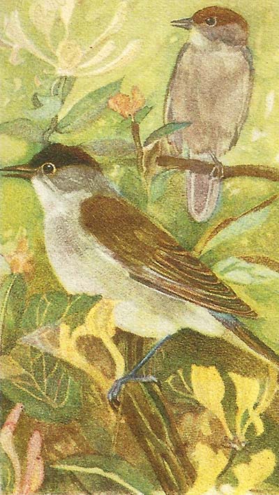 Zwartkop – Sylvia atricapilla