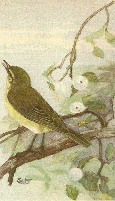 Tjiftjaf (Phylloscopus collybita)