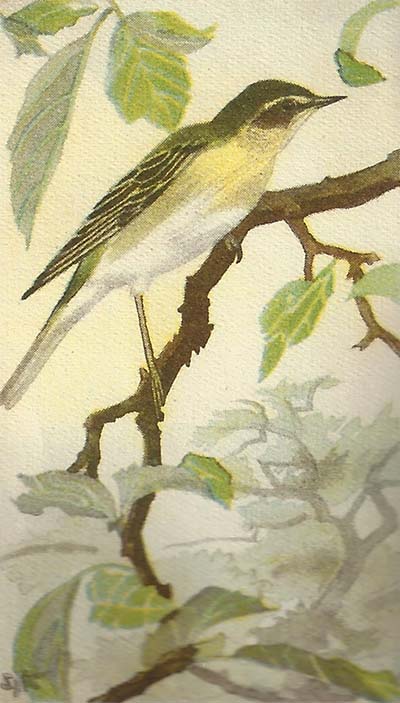 Fitis – Phyloscopus trochilus