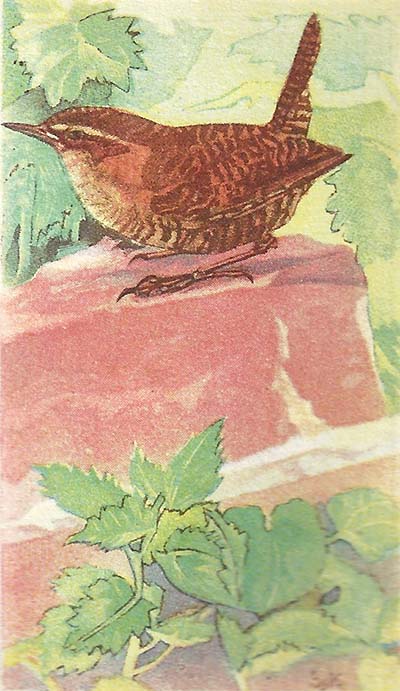 Winterkoning – Troglodytes troglodytes