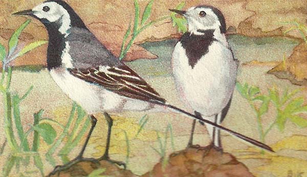 Witte Kwikstaart – Motacilla alba
