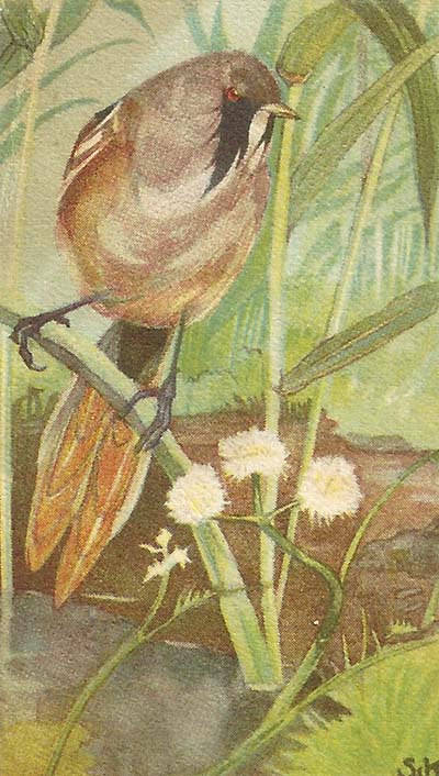 Baardman – Panurus biarmicus