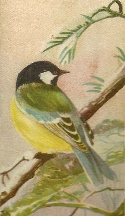 Koolmees – Parus major