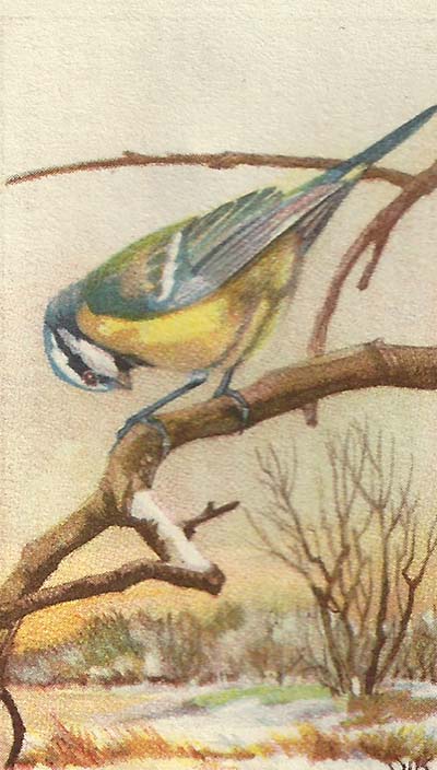 Pimpelmees – Cyanestes caeruleus