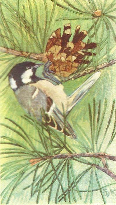 Zwarte Mees – Peripatus ater