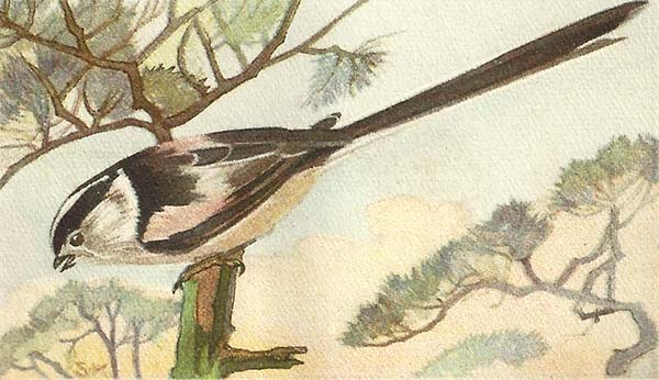 Staartmees – Aegithalos caudatus