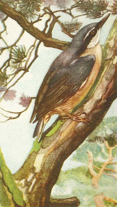 Boomklever – Sitta europaea