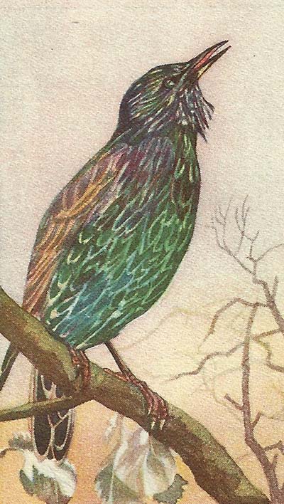 Spreeuw – sturnus vulgaris