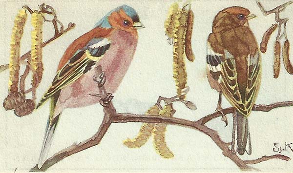Vink – Fringilla coelebs