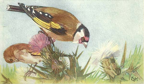 Putter – Carduelis carduelis