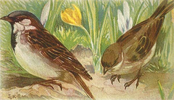 Huismus – Passer domesticus