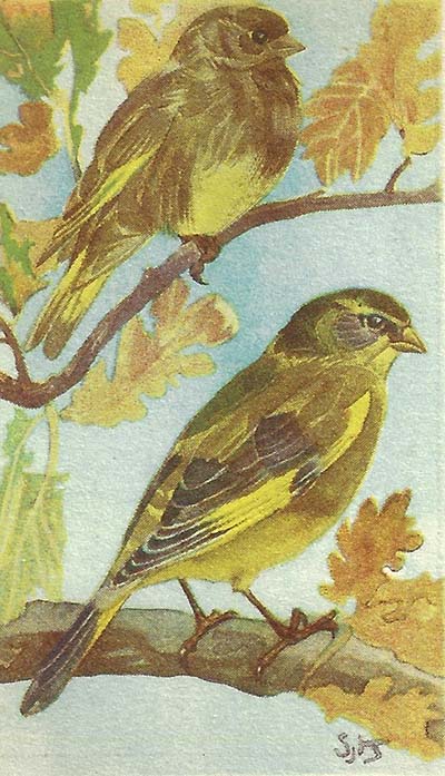 Groenling – Chloris chloris