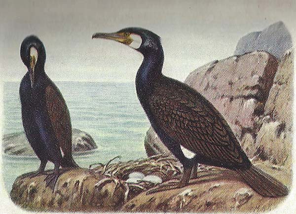 Aalscholver – Phalacrocorax carbo