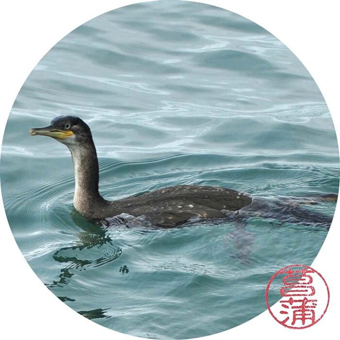 Aalscholver – Phalacrocorax carbo
