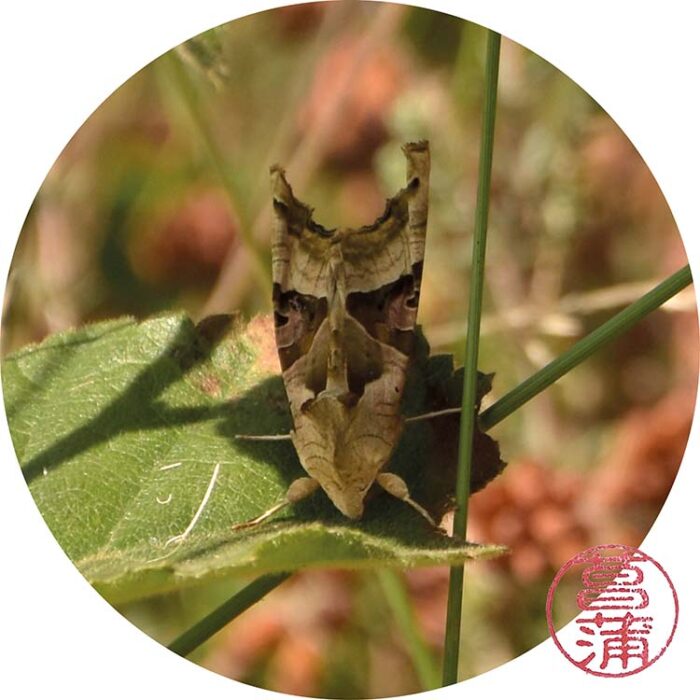 Agaatvlinder – Phlogophora meticulosa