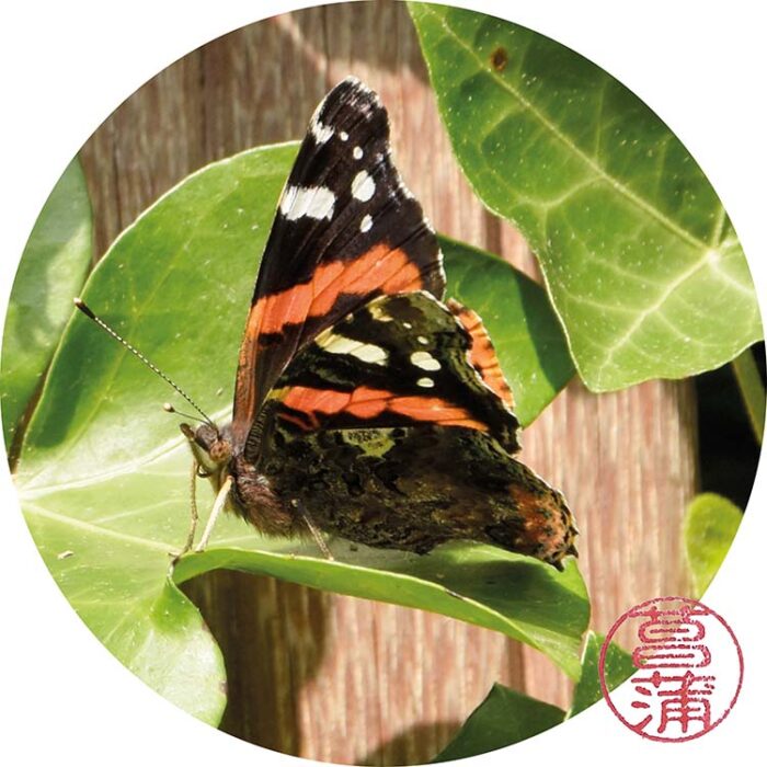 Atalanta – Vanessa atalanta