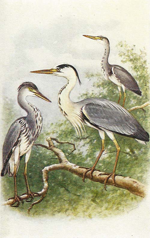 Blauwe Reiger – Ardea cinerea
