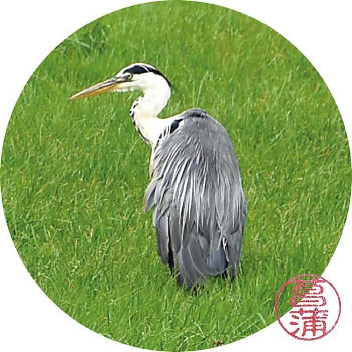Blauwe Reiger – Ardea cinerea