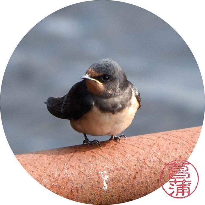 Boerenzwaluw – Hirundo rustica