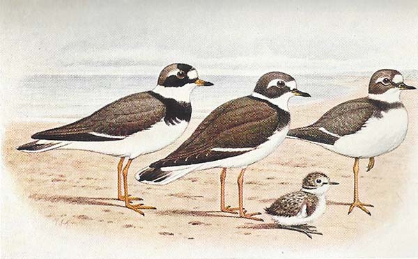 Bontbekplevier – Chraradrius hiaticula