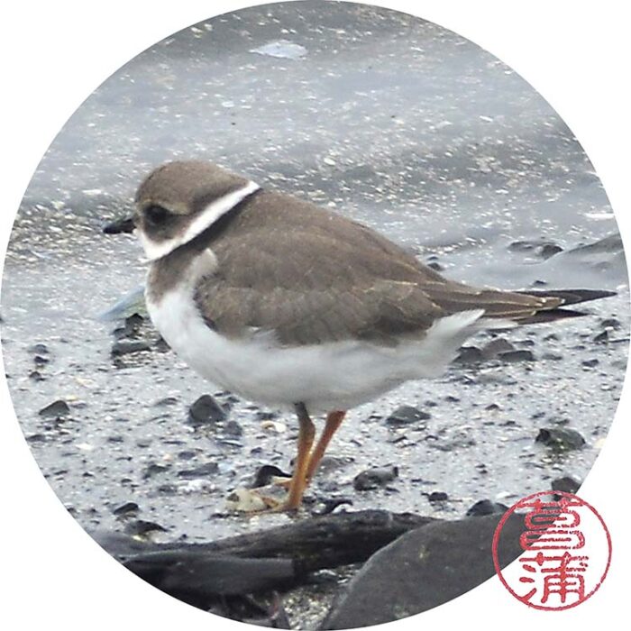 Bontbekplevier – Chraradrius hiaticula