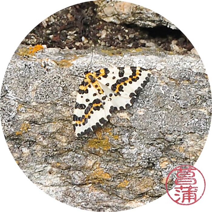 Bonte Bessenvlinder – Abraxas grossulariata